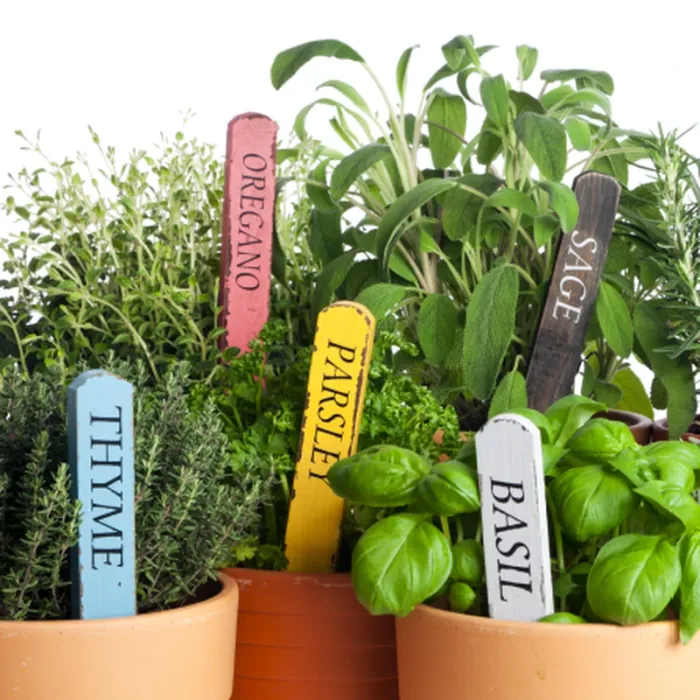 Pots of fresh herbs with painted garden markers